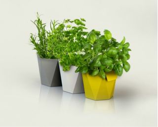 Pot herbal modular - Heca - 12,5 cm - Antrasit - 