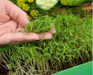 Microgreens - Garden dill - young leaves with exceptional taste - 1680 seeds