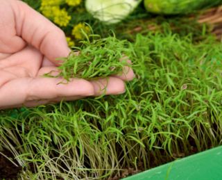 Microgreens - Sarapan musim semi - ideal untuk sarapan - set 6 potong dengan wadah tumbuh -  - biji