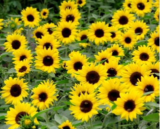 Bunga matahari kerdil hias "Bambino" - Helianthus annuus - biji
