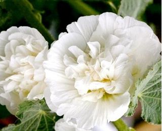 Semena dvojnega belega brisovca Hollyhock - Althea rosea fl. pl. - 50 semen - Althaea rosea