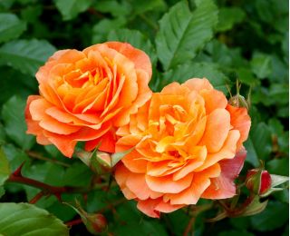 Piantina a fiore grande rosa - arancio - in vaso - 