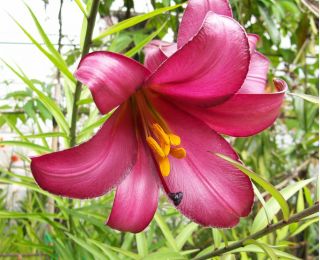 Lilium, Lily Pink Perfection