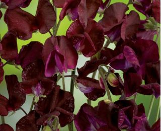 Kacang manis "Beaujolais" - 65 biji - Lathyrus odoratus - benih