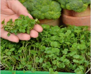 Microgreens - брокколі - молоде листя з неповторним смаком - 1500 насінин - Brassica oleracea L. var. italica Plenck - насіння