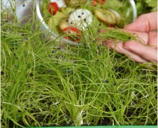 Microgreens - Winter onion - young leaves with exceptional taste