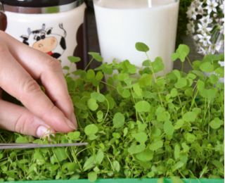 Microgreens - Alfalfa - daun muda dengan rasa yang luar biasa - Medicago sativa - biji