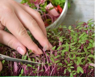 Microgreens - Red amaranth - young leaves with an unique taste - 4000 seeds