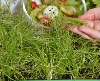 Microgreens - Sarapan musim semi - ideal untuk sarapan - set 6 potong dengan wadah tumbuh -  - biji