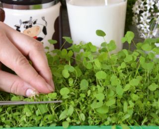 Microgreens - ארוחת בוקר אביב - אידיאלי לארוחת בוקר - 6 חתיכות להגדיר עם מיכל גדל -  - זרעים