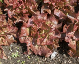 Red butterhead lettuce 'Mira'