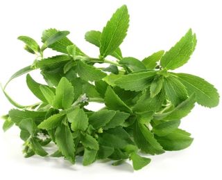 Stevia rebaudiana - 30 semi