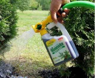 Gnojivo četinjača - Igłovit - spremnik za zalijevanje - Zielony Dom® - 950 ml - 