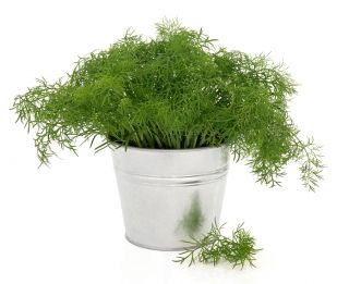 Градинска копър "Тетра" - най-добрият сорт за ранна зелена реколта - 2800 семена - Anethum graveolens L.