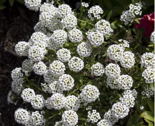 Biblomme - hvid - 1750 frø - Lobularia maritima