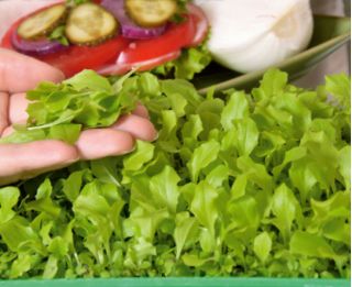 Microgreens - Grüner Salat - junge, leckere Blätter