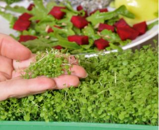 Microgreens - кресс-салат - молоде листя з неповторним смаком - 8000 насіння - Nasturtium officinale W. T. Aiton