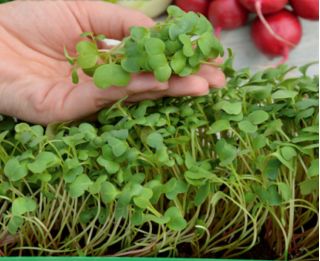 Microgreens - Red radish - young leaves with an unique taste