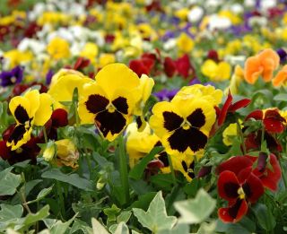 Švajčiarska záhrada maceška - odrodový mix - Viola x wittrockiana Schweizer Riesen - semená