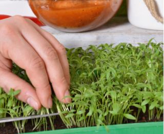 Microgreens - Orientale - gusto e aroma eccezionali, grande aggiunta ai piatti asiatici - Set da 3 pezzi con un contenitore in crescita -  - semi