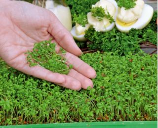 Microgreens - 디아블로 - 풍미있는 믹스 - 성장하는 컨테이너가있는 10 점 세트 -  - 씨앗