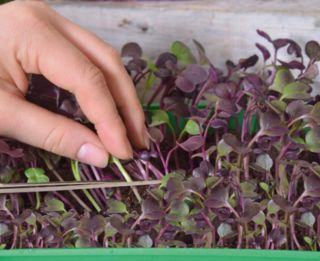 Microgreens - Fit pack - fantastisk tilsætning til salater - 10-delt sæt + voksende beholder -  - frø
