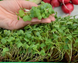 Microgreens - Vitamin bomb - health-supporting - 10-piece set with a growing container