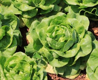 Field butterhead lettuce "All The Year Round" - 855 seeds