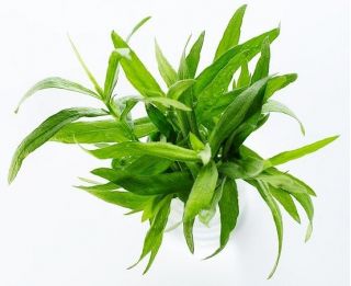 เมล็ด Tarragon - Artemisia dracunculus - 500 เมล็ด