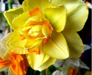 Narsissit - Tahiti - paketti 5 kpl - Narcissus