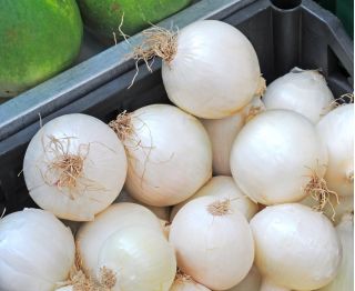 หัวหอมสีขาว "อวาลอน" - 750 เมล็ด - Allium cepa L.