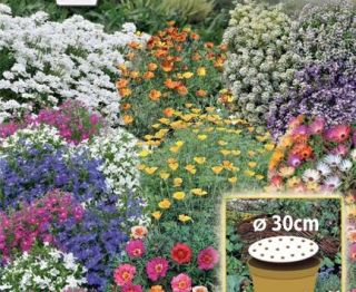Flowery Carpet - dwarf annual flowers' mix - a 30-cm-wide seed disc