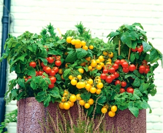 דף הבית גן - עגבניות "Thumbling טום", תערובת מגוון צבעים רב - לטיפוח מקורה ומרפסת - Lycopersicon esculentum  - זרעים