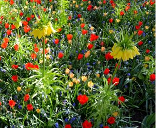Crown Imperial, tulpan och druvhyacint - Set med 53 blomma lökar - 