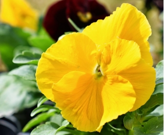 Amor-perfeito - Schweizer Riesen - amarelo - Viola x wittrockiana Schweizer Riesen - sementes