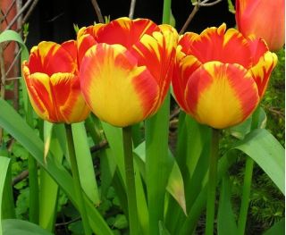 Tulipán Banja Luka - Tulipán Banja Luka - 5 květinové cibule - Tulipa Banja Luka