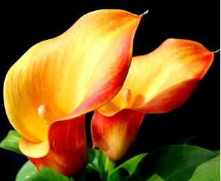 Zantedeschia, Calla Lily Orange - květinové cibulky / hlíza / kořen