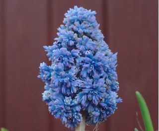 Muscari Blue Spike - Grozdni Hyacinth Blue Spike - 10 žarnic