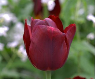 Тюльпан Jan Reus - пакет из 5 штук - Tulipa Jan Reus