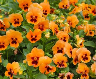 Büyük çiçekli bahçe Hercai Menekşe "Turuncu mit Auge" - Siyah nokta ile turuncu - 240 tohum - Viola x wittrockiana  - tohumlar