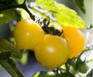 Polje paradižnika "Citrina" - visoka sorta s sadjem v obliki limone - Lycopersicon esculentum Mill  - semena
