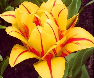 Tulipa Monsella - Tulipán Monsella - 5 kvetinové cibule