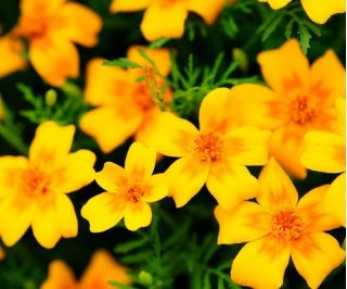 Hạt giống Marigold Golden Gem - Tagetes tenuifolia - 390 hạt