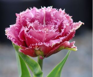Tulipa Mascotte - Tulpe Mascotte - 5 Zwiebeln