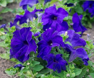 البطونية الزرقاء "تتالي" "Superkaskadia" - 12 البذور - Petunia x hybrida pendula - ابذرة