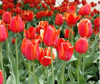 아름다움의 Tulipa 사원 - 아름다움의 튤립 사원 - 5 알뿌리 - Tulipa Temple of Beauty