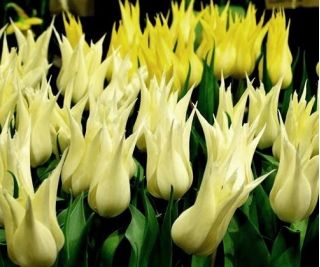Tulipán Saporro - csomag 5 darab - Tulipa Saporro