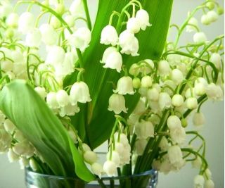Convallaria Majalis, Lily of the Valley - củ / củ / rễ