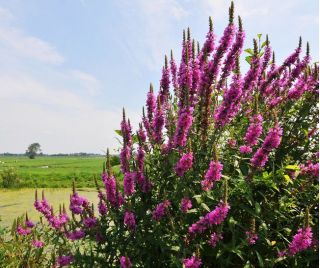 Пурпурний вербейник, шипами вербейник, пурпурний літрум - 11500 насіння - 