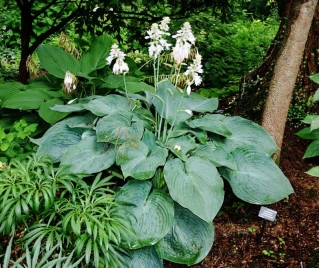Big Daddy hosta, plantain lily - large package! - 10 pcs